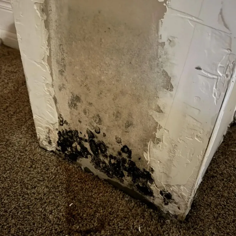 Professional Mold Removal in Stanfield, NC